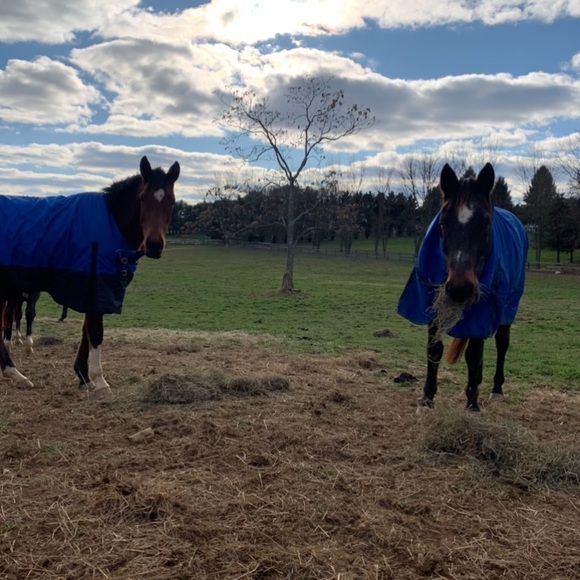 Other - ISO: horse items!!!